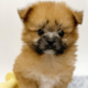 ペットショップで一目惚れした愛犬　昔の写真を見返すと⇒成長した後の変貌に「驚いた」「笑顔になった」 画像