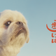 フォロワー18万人超えの人気犬が前野朋哉と共演、短編映画『犬も歩けば』YouTubeにて公開 画像