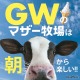 【GW2026】マザー牧場、GWは早朝から開園…羊200頭の大放牧も 画像