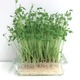野菜なのにたんぱく質が豊富⁉「豆苗」の栄養、実はすごかった！医師が健康メリットを解説 画像