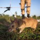 記者会見場に「あの動物」が乱入！女性がめっちゃ騒ぐ 画像