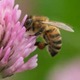 ピッチに「蜂の群れが侵入」するとこうなる…驚きの映像がこれ 画像