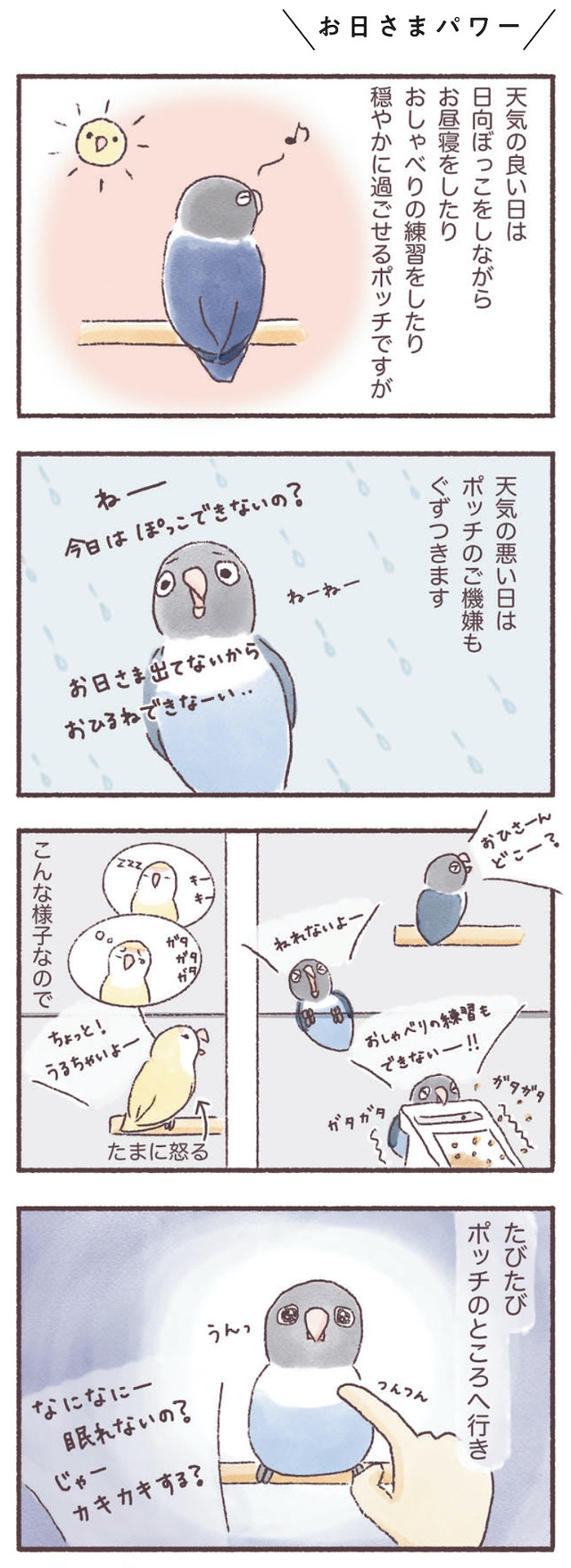 うちのインコたちは今日もおしゃべり