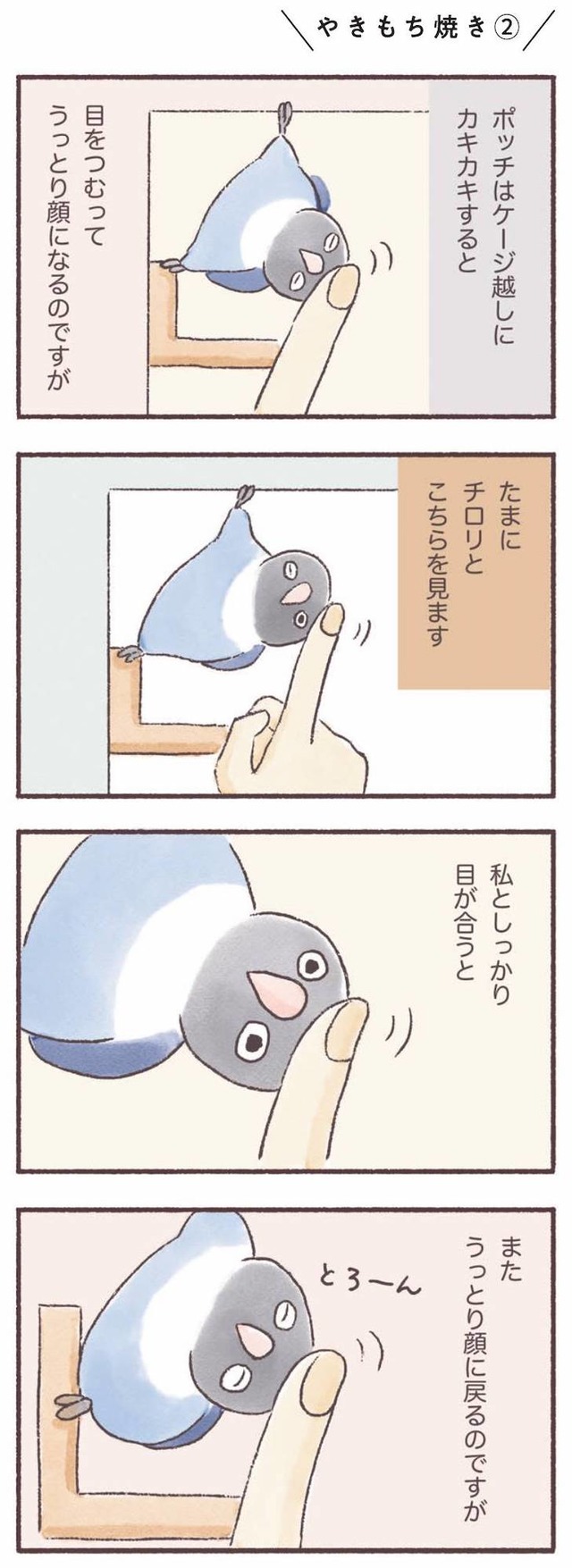 うちのインコたちは今日もおしゃべり