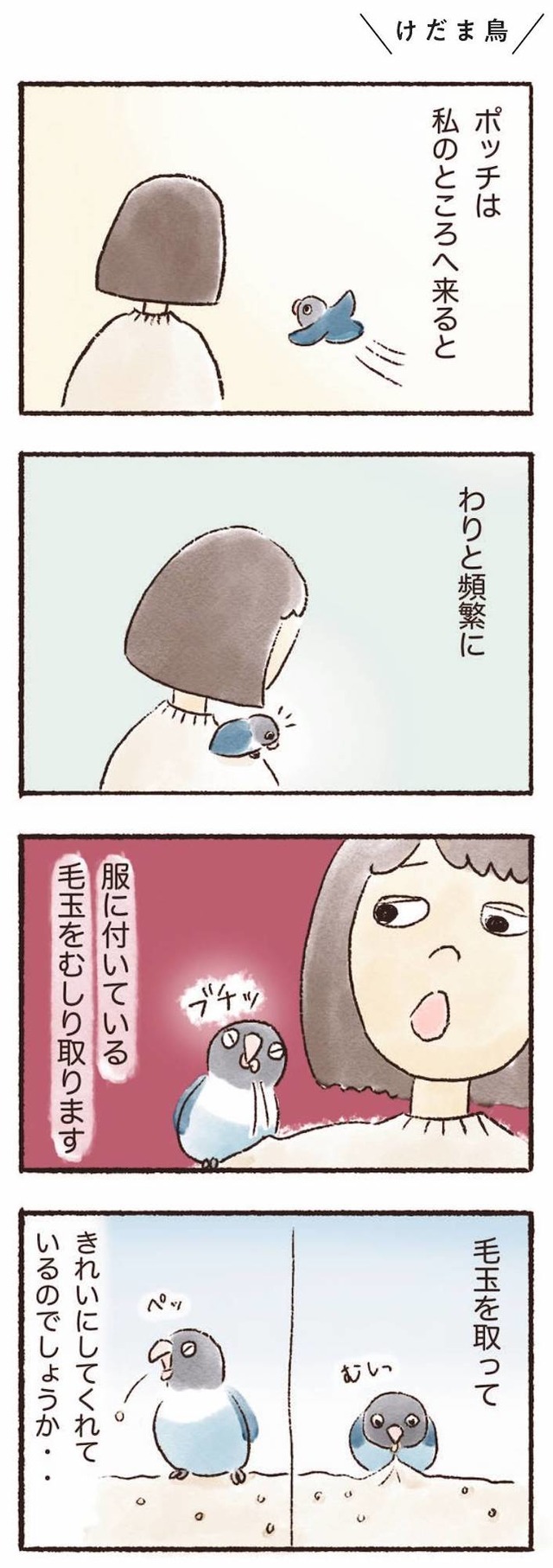 うちのインコたちは今日もおしゃべり