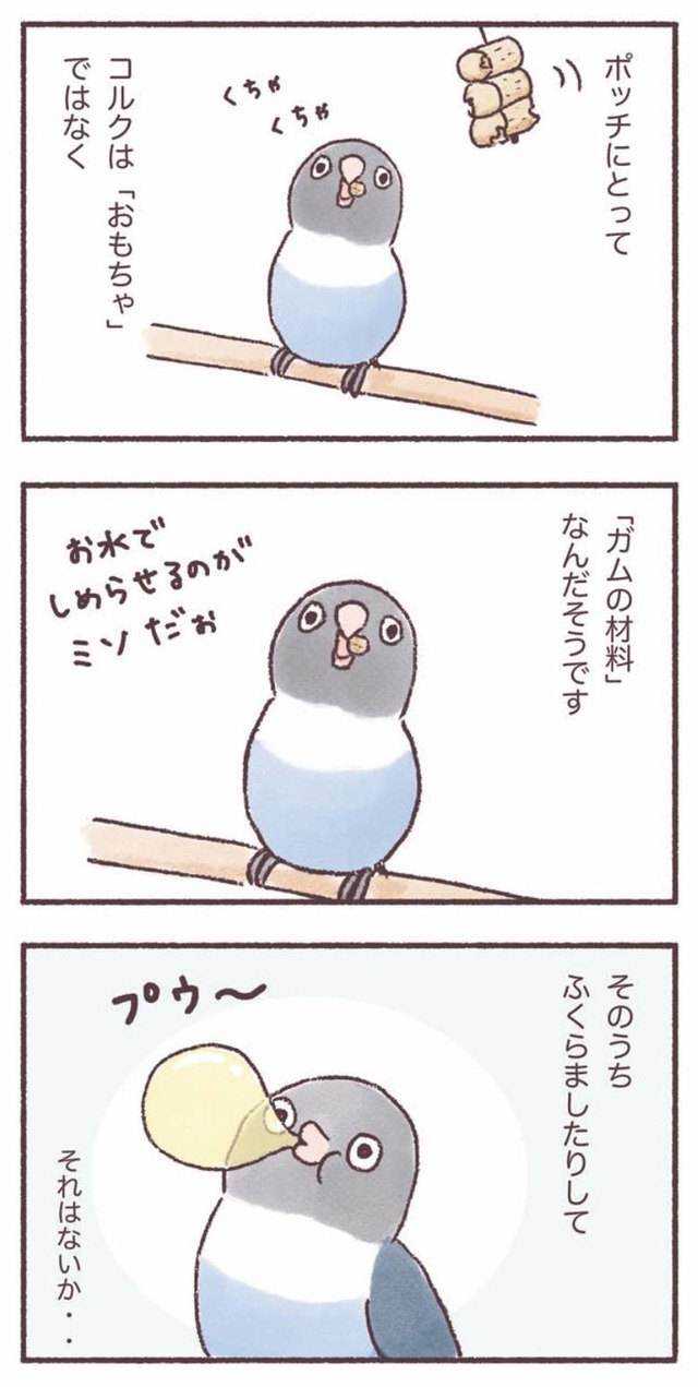 うちのインコたちは今日もおしゃべり