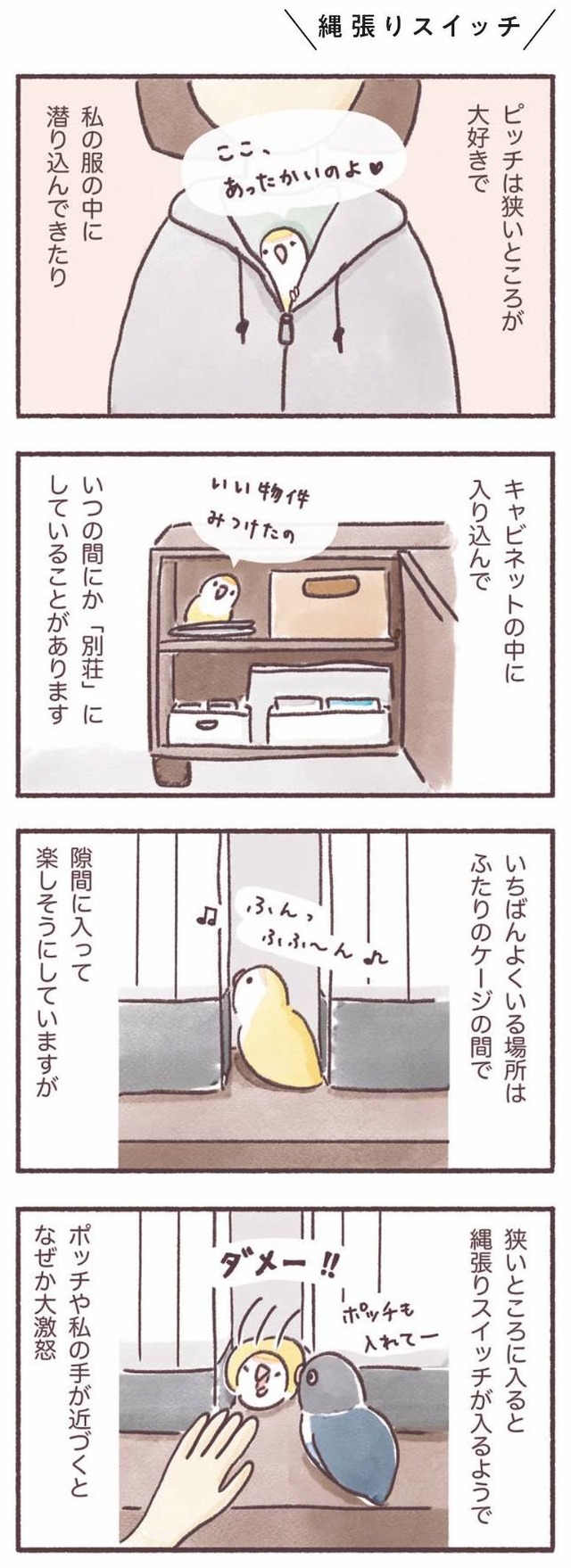 うちのインコたちは今日もおしゃべり